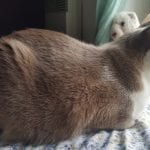 grey and white cat looking out a window and loafing