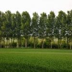 uniform trees lined on the bank of a river