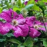 purple flowers in the rain