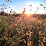 wildflowers at sundown