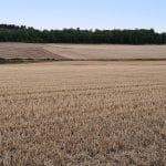 cut wheat fields