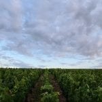 vineyard and cloudy sky