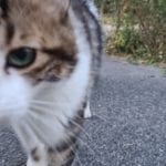 a cat moving directly towards camera very close