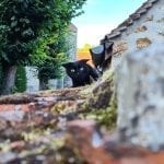 a black cat with folded ears