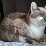 a grey and white cat loaf