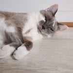 grey and white cat with tongue out