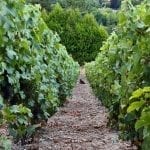 a cat in a vineyard