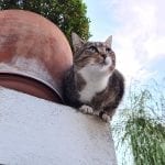 a cat perched on a wall