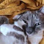 a grey and white cat with one ear folded down looking cute