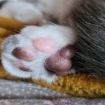 cat paw