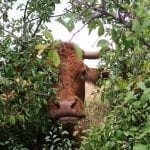 a red cow peeking through some trees