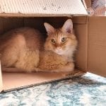 orange cat in a box