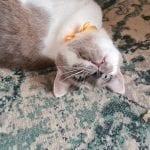 a grey and white cat wearing a yellow ribbon