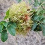 a plant with fuzzy plant growing on it