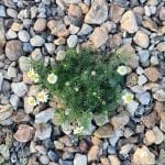 flowers in the middle of gravel