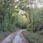 gravel road through trees