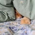 cat peaking out from a duvet