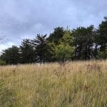 cloudy sky with trees