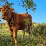 a brown baby cow