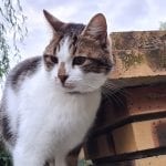 a tabby cat posing on a wall