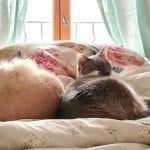 two cats on a bed