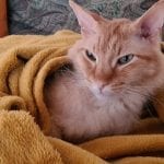 an orange cat in a blanket