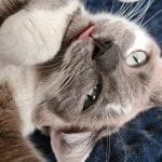 a grey and white cat with her tongue out