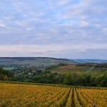 yellowing vinyard and green hills landscape with cloudy sky