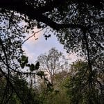 a bit of sky surrounded by trees