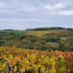 autumn colors in the vineyard landscape