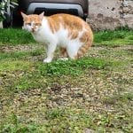 an orange and white cat