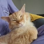 an orange cat in a lap