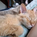 an orange cat sleeping on an arm