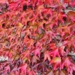 vines with red leaves