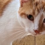 an orange and white cat outside an open window