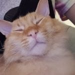 an orange cat looking happy and asleep in a lap