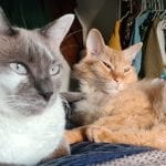 a grey and white cat and half hairless orange cat