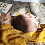 two cats sleeping on a daybed