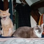 a half-hairless orange cat yawning sitting next to a grey and white cat