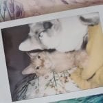 polaroid photo of two cats