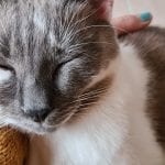 a grey and white cat in a lap sleeping