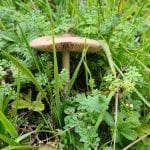 a mushroom in grass