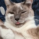 a grey and white cat blepping