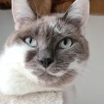 a grey and white cat