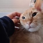 an orangec at being pet in a lap