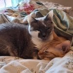 cats in bed