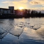 a river at sunset, swans are swimming towards camera