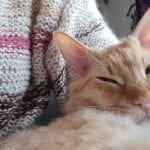 an orange cat sleeping in a lap