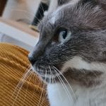 a grey and white cat face in profile