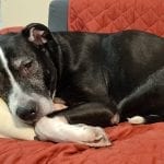 a black and white dog laying on a couch looking sad